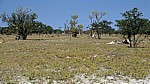 Märchenwald (Sprookieswoud): Moringa ovalifolia - Etosha Nationalpark