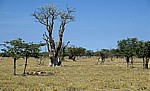 Märchenwald (Sprookieswoud): Moringa ovalifolia - Etosha Nationalpark