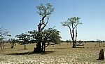 Märchenwald (Sprookieswoud): Moringa ovalifolia - Etosha Nationalpark