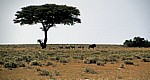 Springböcke (Antidorcas marsupialis) im Schatten eines Baumes - Etosha Nationalpark