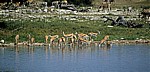 Springböcke (Antidorcas marsupialis) - Etosha Nationalpark