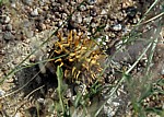 Wilde Gurke (Cucumis africanus) - Kunene