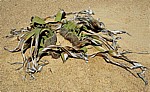 Welwitschia-Drive: Welwitschia (Welvitischa mirabilis, weiblich) - Namib