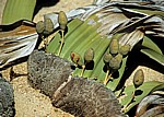 Welwitschia-Drive: Welwitschia (Welvitischa mirabilis, weiblich) - Blütenstände - Namib