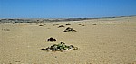 Welwitschia-Drive: Welwitschiafläche - Namib