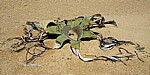 Welwitschia-Drive: Welwitschia (Welvitischa mirabilis, männlich) - Namib