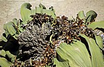 Welwitschia-Drive: Welwitschia (Welvitischa mirabilis, weiblich) - Blütenstände - Namib