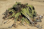 Welwitschia-Drive: Welwitschia (Welvitischa mirabilis, weiblich) - Namib