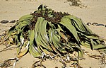 Welwitschia-Drive: Welwitschia (Welvitischa mirabilis, männlich) - Namib