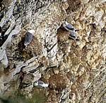 Bempton Cliffs: DreizehenmÃ¶wen (Rissa tridactyla) - Bempton
