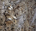Bempton Cliffs: BasstÃ¶lpel (Morus bassanus) - Bempton
