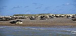 Blakeney National Nature Reserve: Blakeney Point - Seehunde (Phoca vitulina) - Norfolk