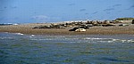 Blakeney National Nature Reserve: Blakeney Point - Seehunde (Phoca vitulina) - Norfolk