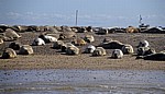 Blakeney National Nature Reserve: Blakeney Point - Seehunde (Phoca vitulina) - Norfolk