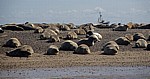 Blakeney National Nature Reserve: Blakeney Point - Seehunde (Phoca vitulina) - Norfolk