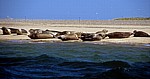Blakeney National Nature Reserve: Blakeney Point - Seehunde (Phoca vitulina) - Norfolk