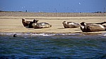 Blakeney National Nature Reserve: Blakeney Point - Seehunde (Phoca vitulina) - Norfolk