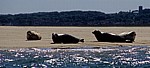 Blakeney National Nature Reserve: Blakeney Point - Seehunde (Phoca vitulina) - Norfolk