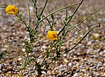 Blakeney National Nature Reserve: Gelber Hornmohn (Glaucium flavum) - Norfolk