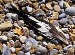 Blakeney National Nature Reserve: Federn am Kiesstrand - Norfolk
