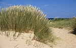 Blakeney National Nature Reserve: Dünen mit Gräsern - Norfolk