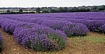 Feld mit Echtem Lavendel (Lavandula angustifolia) - Norfolk