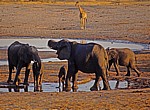 Nyamandhlovu Pan: Afrikanische Elefanten (Loxodonta africana) beim Trinken - Hwange National Park