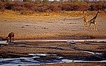 Nyamandhlovu Pan: Afrikanischer Büffel (Kaffernbüffel, Syncerus caffer) und Giraffen (Giraffa camelopardalis) - Hwange National Park