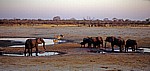 Nyamandhlovu Pan: Afrikanische Elefanten (Loxodonta africana) und Steppenzebras (Burchell-Zebra, Equus quagga burchelli) - Hwange National Park