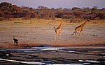 Nyamandhlovu Pan: Rappenantilope (Hippotragus niger) und Giraffen (Giraffa camelopardalis) - Hwange National Park