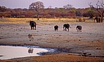 Nyamandhlovu Pan: Afrikanische Elefanten (Loxodonta africana) und ein Steppenzebra (Burchell-Zebra, Equus quagga burchel - Hwange National Park