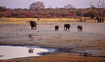Nyamandhlovu Pan: Afrikanische Elefanten (Loxodonta africana) und ein Steppenzebra (Burchell-Zebra, Equus quagga burchel - Hwange National Park