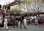 Islington: Sea Odyssey - Giant Spectacular (Royal de Luxe): Hund Xolo - Liverpool