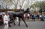 Islington: Sea Odyssey - Giant Spectacular (Royal de Luxe): Hund Xolo - Liverpool