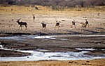 Nyamandhlovu Pan: Große Kudus (Tragelaphus strepsiceros) - Hwange National Park
