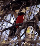 Rotbauchwürger (Lanarius atrococcineus) - Hwange National Park