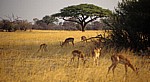 Schirmakazie (Acacia tortilis) - Hwange National Park