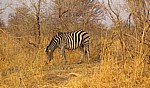 Steppenzebra (Burchell-Zebra, Equus quagga burchelli) - Hwange National Park