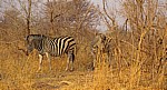 Steppenzebras (Burchell-Zebra, Equus quagga burchelli) - Hwange National Park