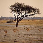 Nyamandhlovu Pan: Impalas (Aepyceros melampus) - Hwange National Park