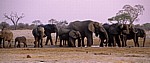 Nyamandhlovu Pan: Afrikanische Elefanten (Loxodonta africana) - Hwange National Park