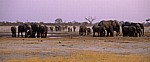 Nyamandhlovu Pan: Afrikanische Elefanten (Loxodonta africana)  - Hwange National Park