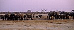 Nyamandhlovu Pan: Afrikanische Elefanten (Loxodonta africana) - Hwange National Park