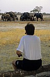Nyamandhlovu Pan: Afrikanische Elefanten (Loxodonta africana)  - Hwange National Park