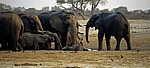 Nyamandhlovu Pan: Afrikanische Elefanten (Loxodonta africana)  - Hwange National Park
