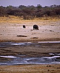 Nyamandhlovu Pan: Flußpferd (Hippopotamus amphibius) mit Jungem - Hwange National Park