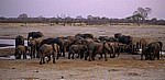 Nyamandhlovu Pan: Afrikanische Elefanten (Loxodonta africana) - Hwange National Park