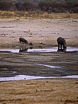Nyamandhlovu Pan: Flußpferd (Hippopotamus amphibius) mit Jungem - Hwange National Park