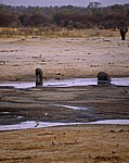 Nyamandhlovu Pan: Flußpferd (Hippopotamus amphibius) mit Jungem - Hwange National Park