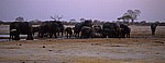 Nyamandhlovu Pan: Afrikanische Elefanten (Loxodonta africana) - Hwange National Park